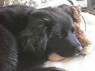 Bandit closeup
