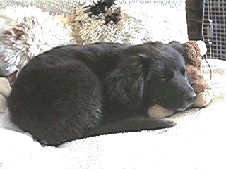 Bandit sleeping