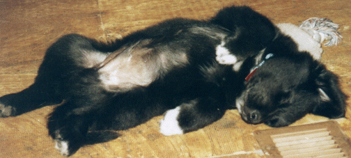 Baby Bandit