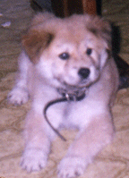 Baby Rascal