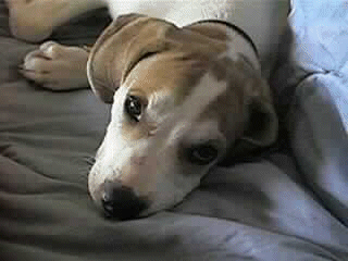 Snoopy posing with cute face