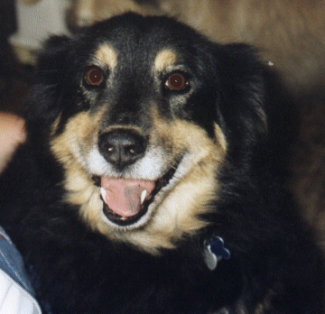 Sparky